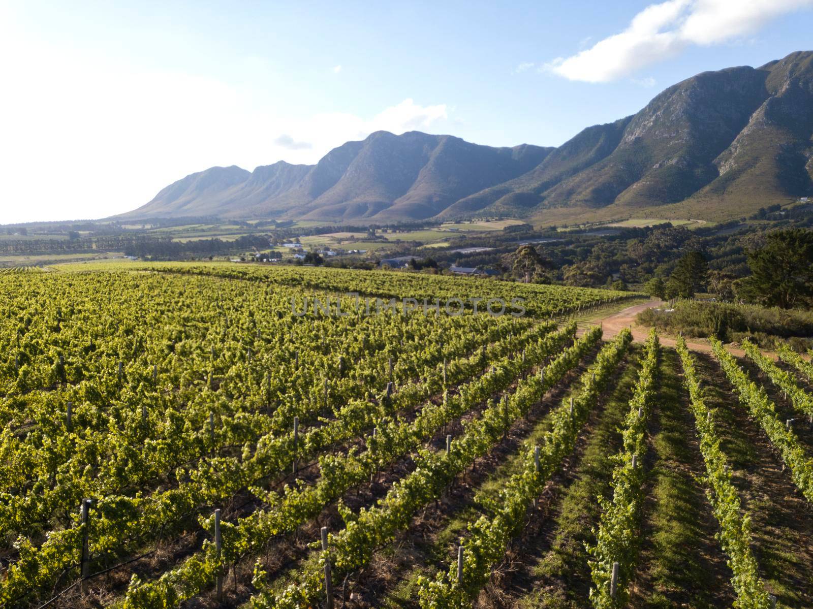 Aerial over vineyard in beautiful valley by fivepointsix