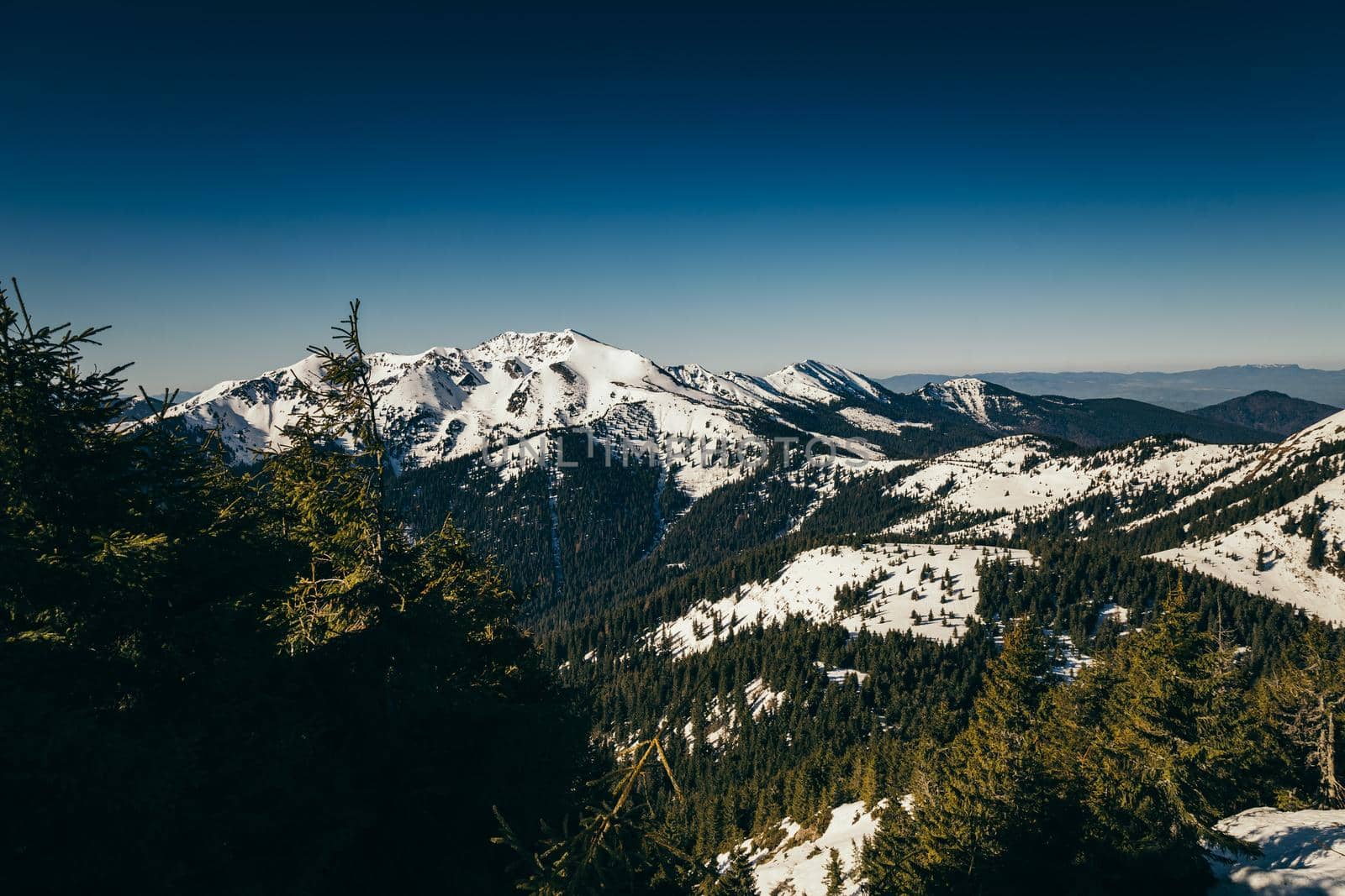 Winter mountains, snow coniferous forest, blue sky, spring. High quality photo