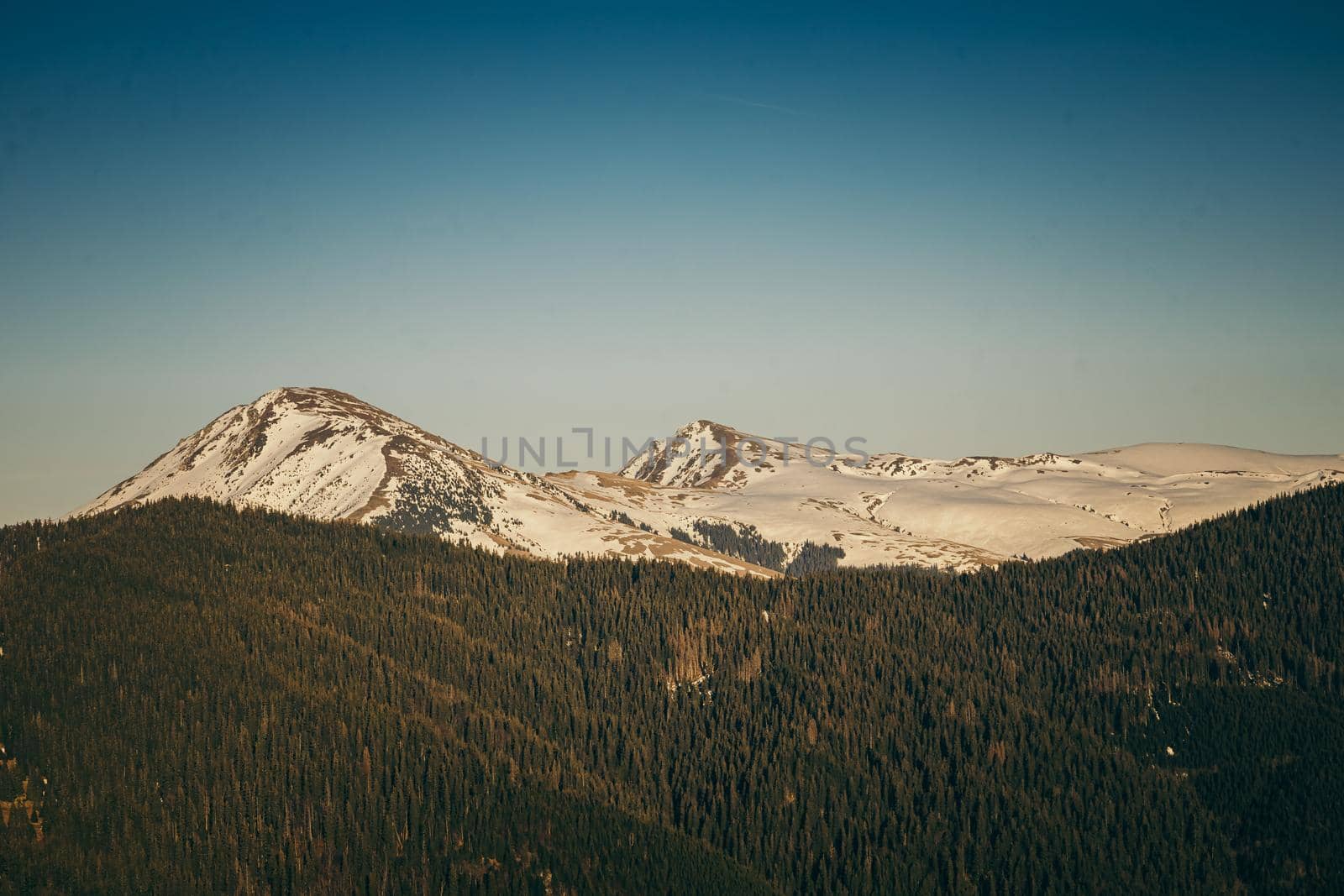 Snow-capped mountains and coniferous forest on a background of peaks. High quality photo