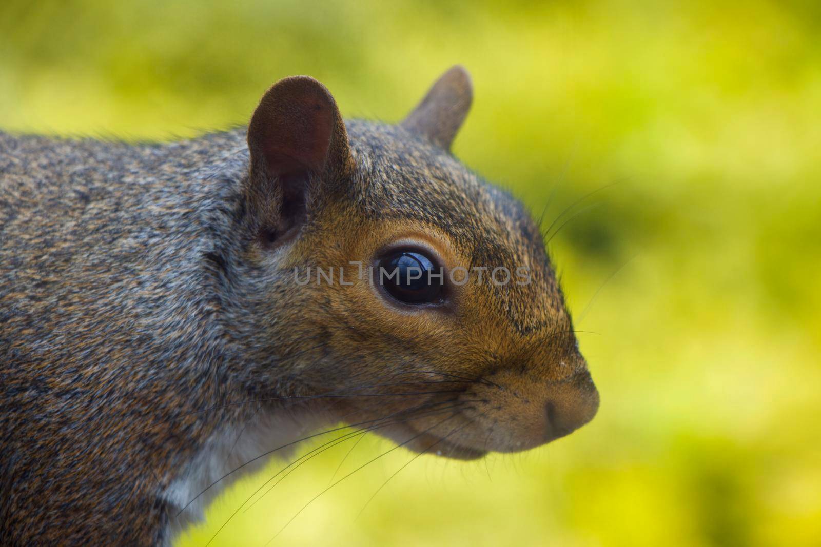 Close up portrait of adorable grey squirrel with yellow background by StefanMal