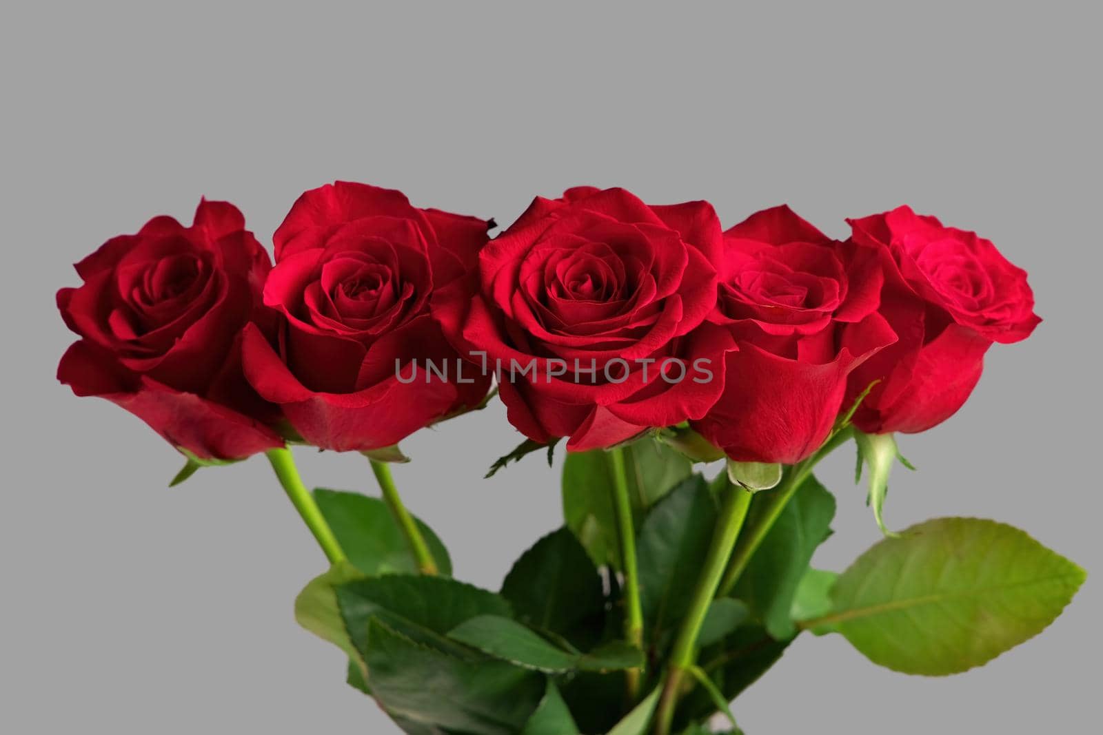 Bouquet of Red Roses in a Vase Isolated on a Gray Background. High quality studio photo