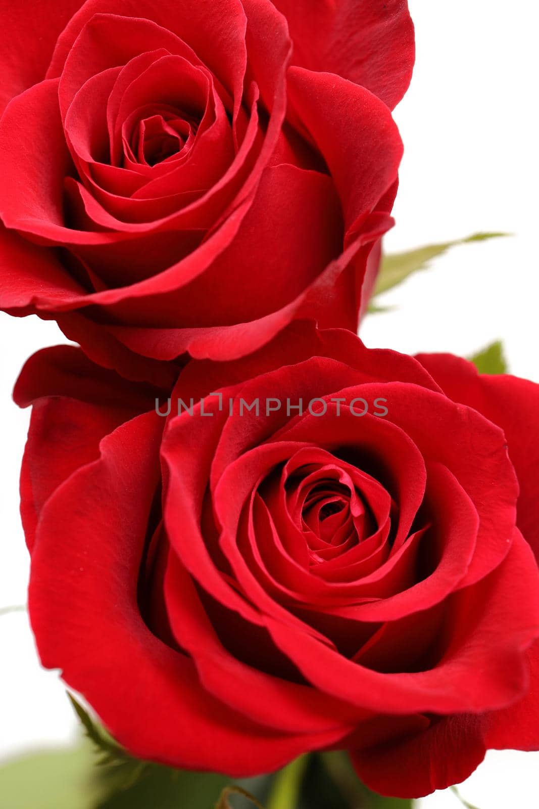 Directly Above Close up of Two Red Roses on a White Background. High quality studio photo