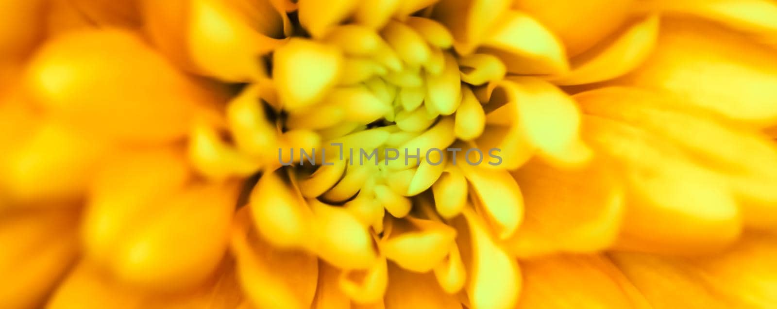 Retro art, vintage card and botanical concept - Abstract floral background, yellow chrysanthemum flower. Macro flowers backdrop for holiday brand design