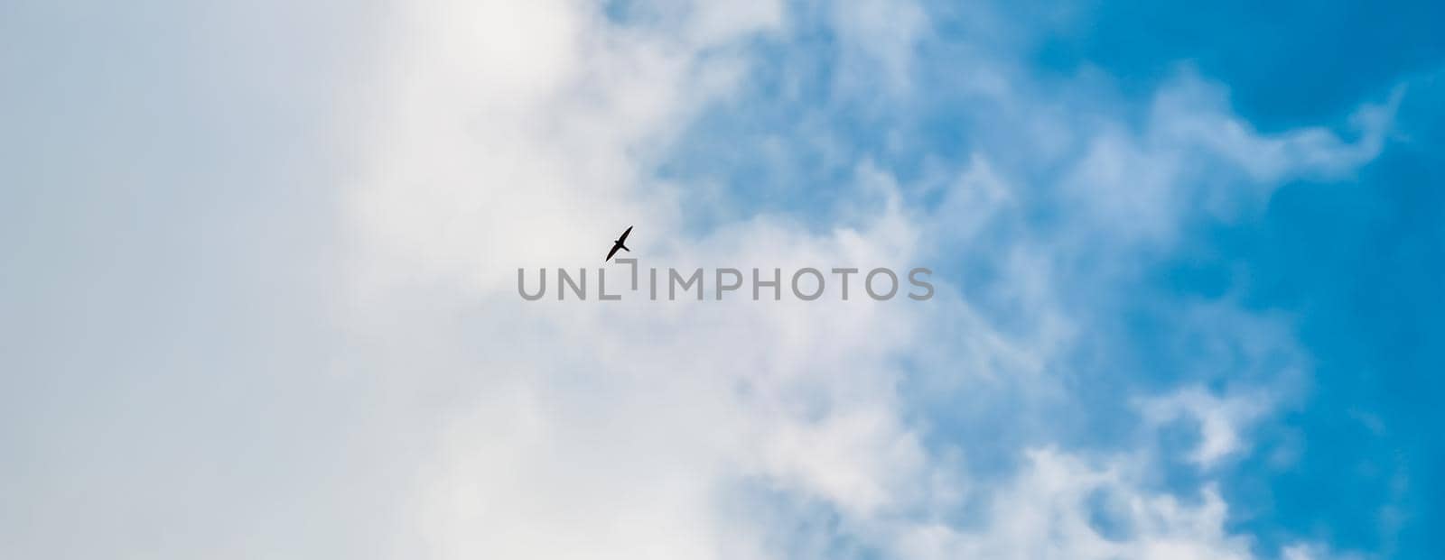 Background of blue sky with white clouds and flying wild bird