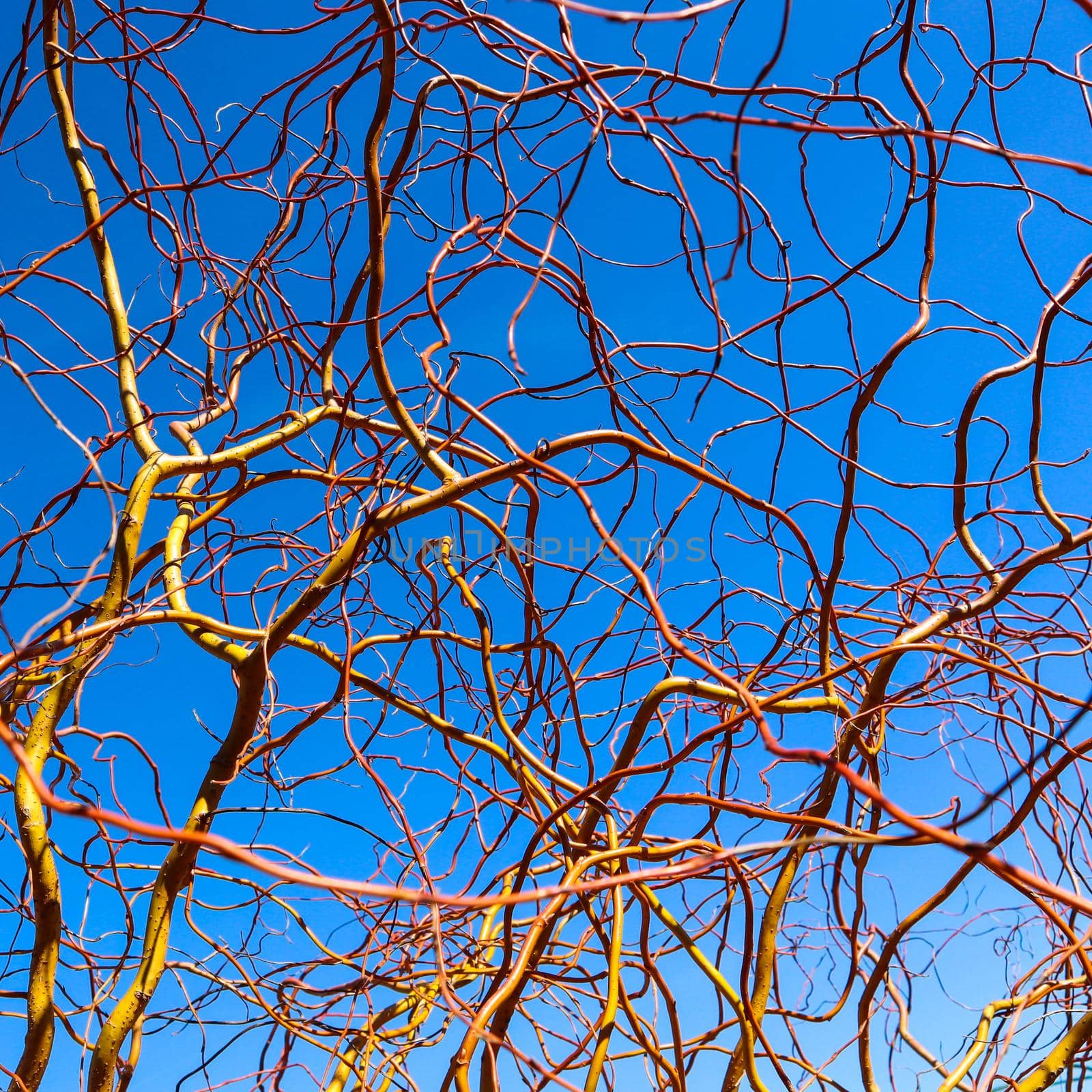 Corkscrew golden willow branches against blue sky in winter sunny day. Salix Matsudana. Natural background