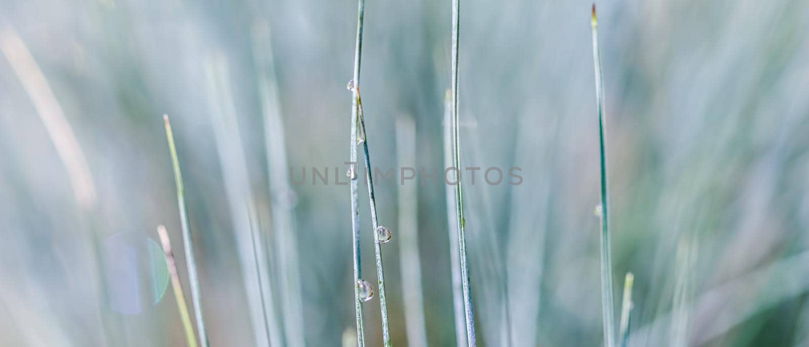 Texture, background, pattern of decorative grass Blue Fescue with rain drops. Bokeh with light reflection. Natural backdrop