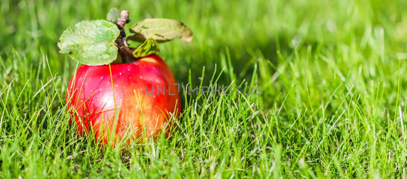 Red yellow apple on a background of green grass on a sunny autumn day