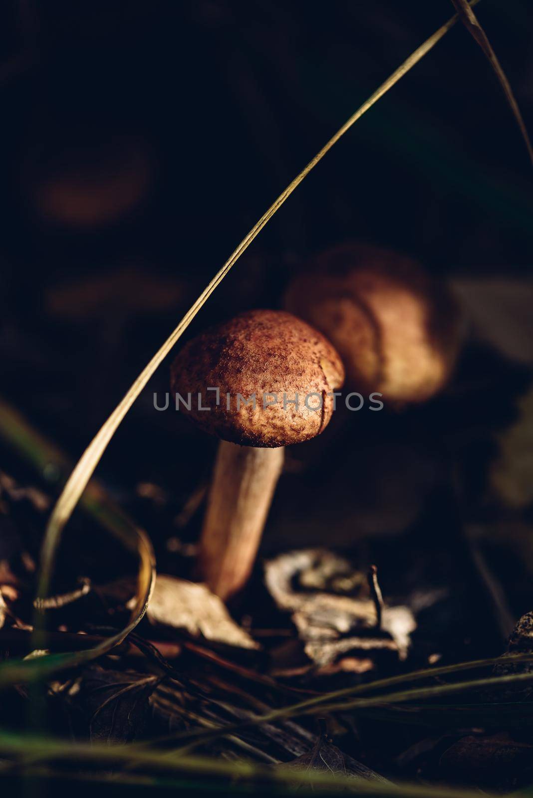 Honey mushroom in a forest in the autumn and fall season