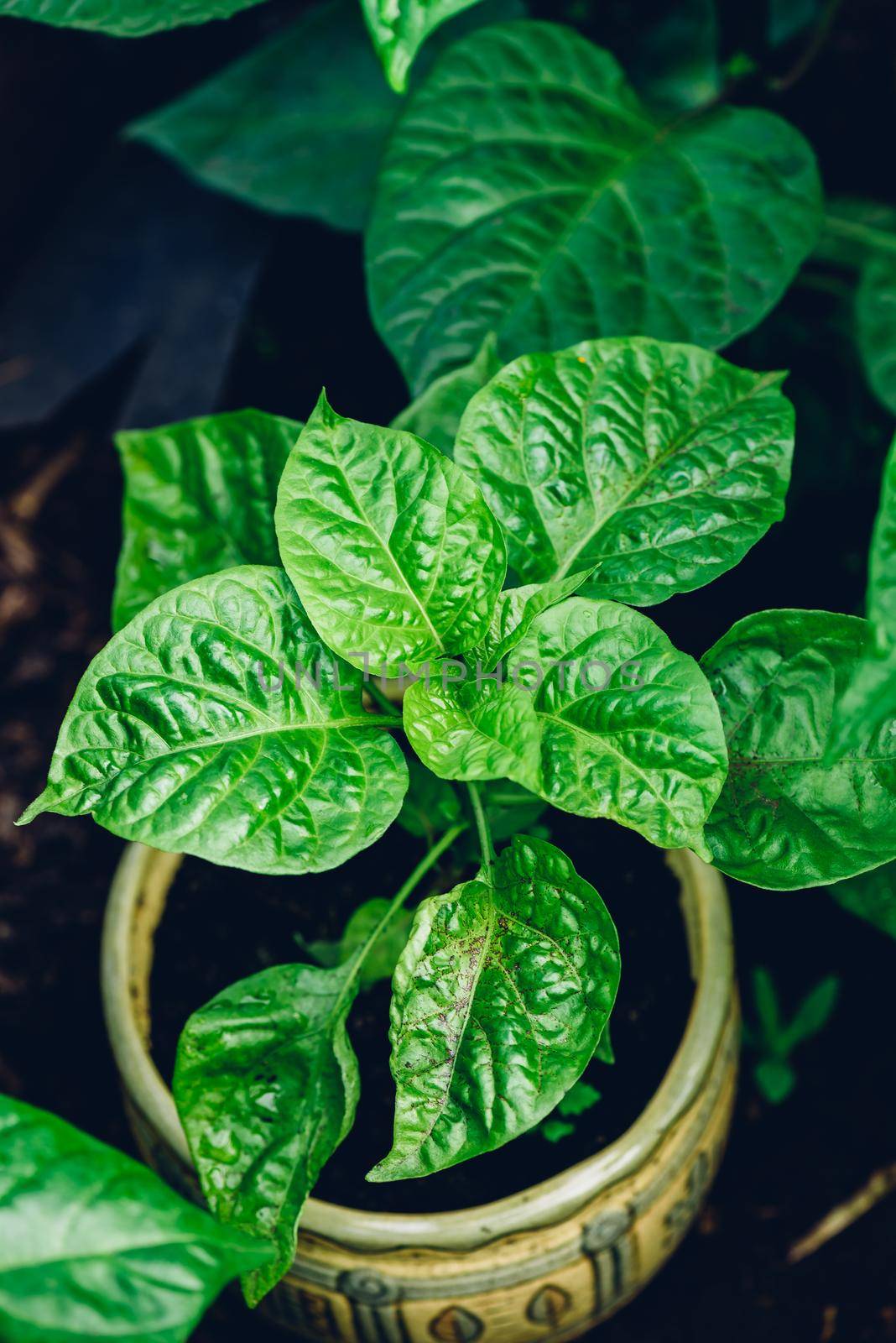 Plant of Habanero Pepper growing in Pot