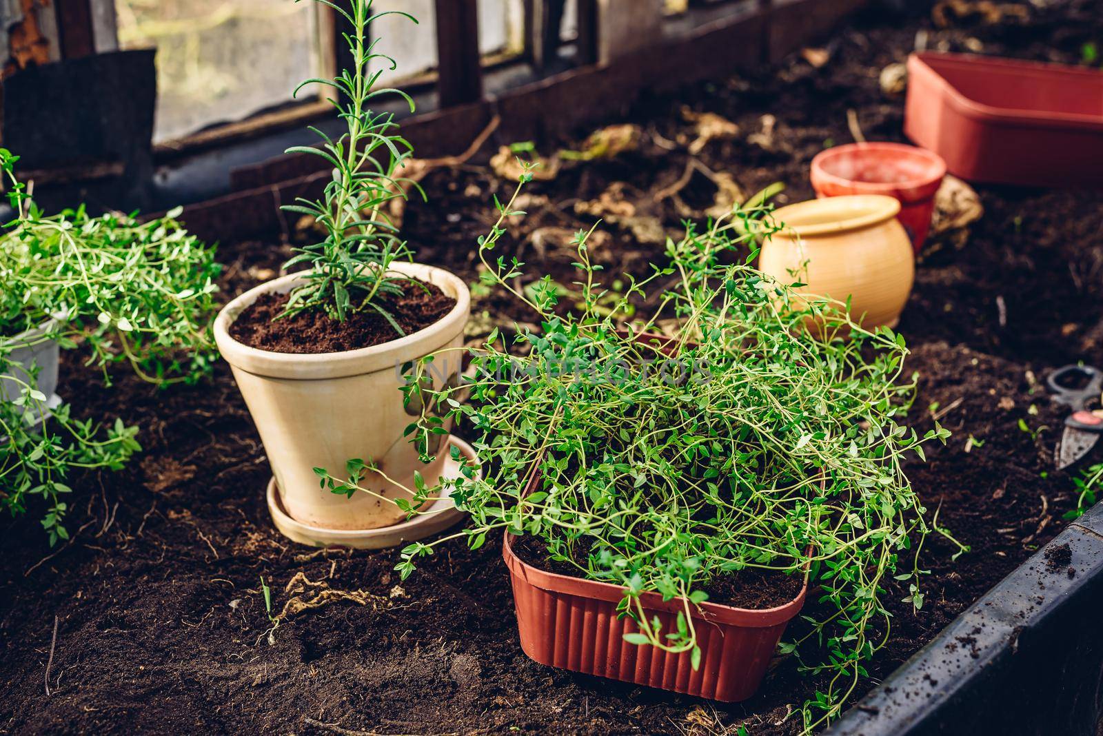 Fresh Herbs in Pots in Garden by Seva_blsv