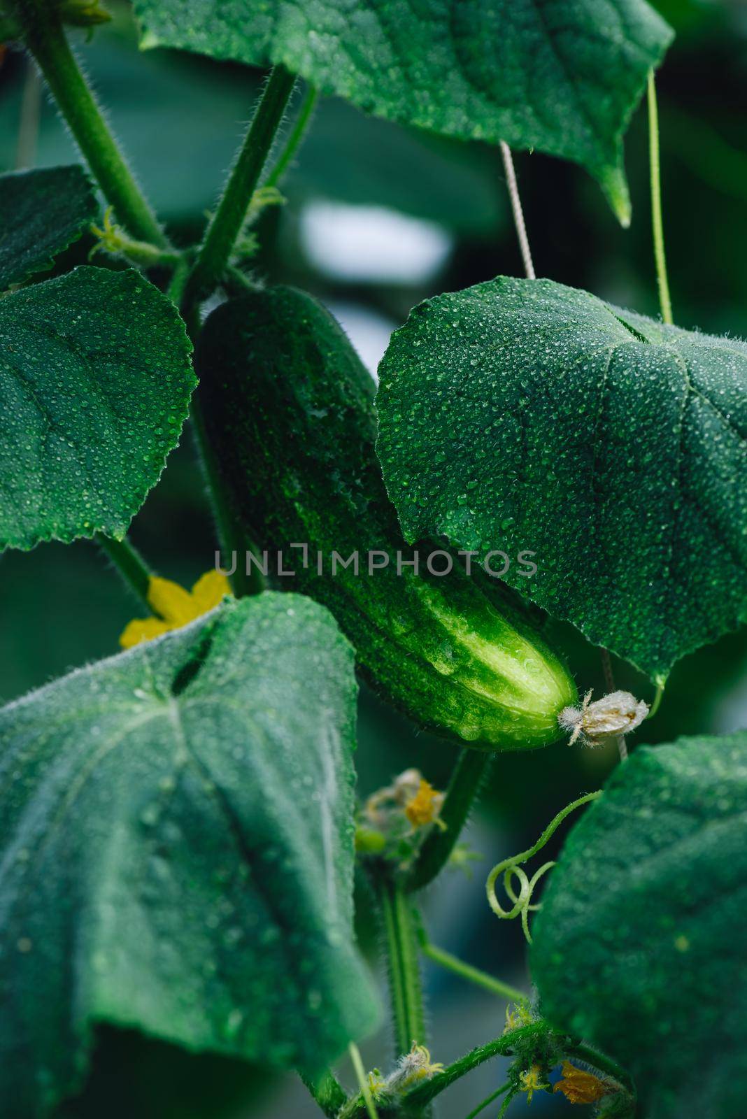 Fresh Cucumbers In The Greenhouse by Seva_blsv