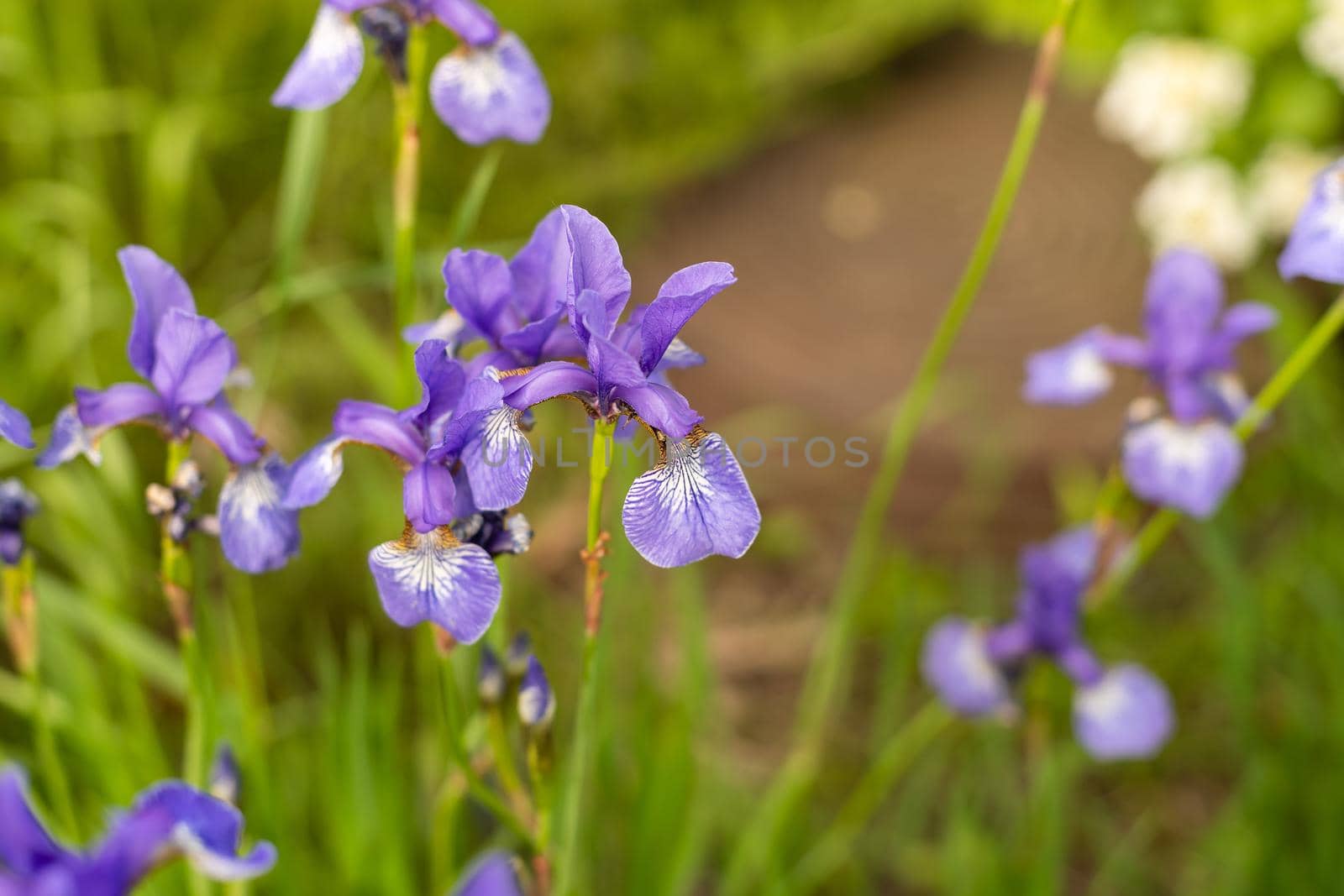 Delicate blue iris flowers on a flower bed in the park by Andelov13