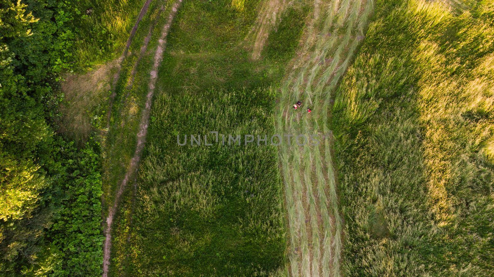 Natural grass texture, Aerial view of park.