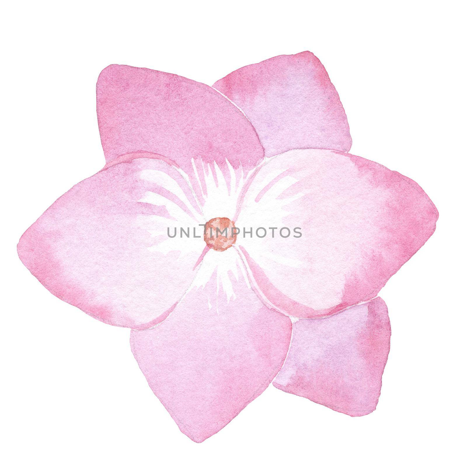 watercolor hand drawn pink single hydrangea flower isolated on white background