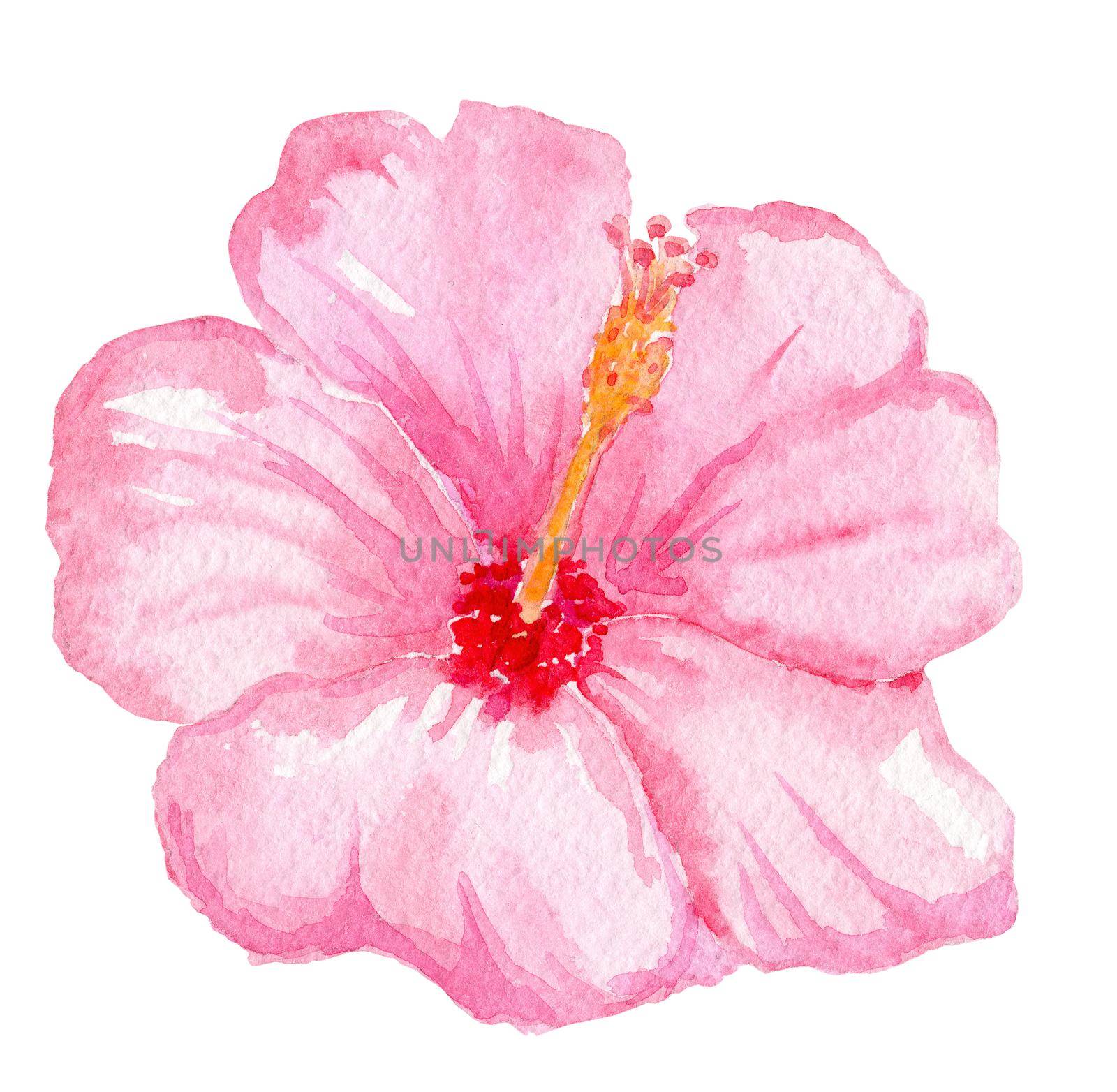 watercolor hand drawn pink hibiscus flower isolated on white background. Tropical flora