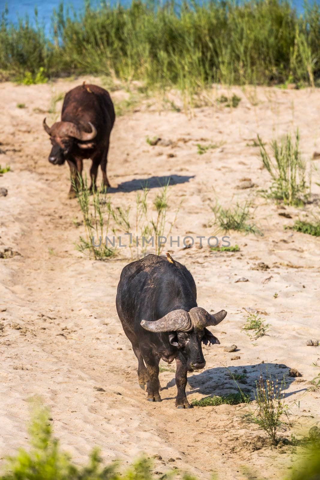 African buffalo walking on riverbank in Kruger National park, South Africa ; Specie Syncerus caffer family of Bovidae