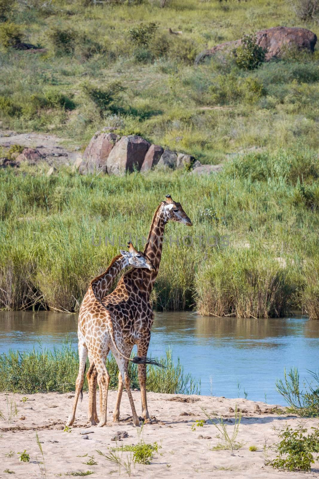 Couple of Giraffes in riverbank in Kruger National park, South Africa ; Specie Giraffa camelopardalis family of Giraffidae