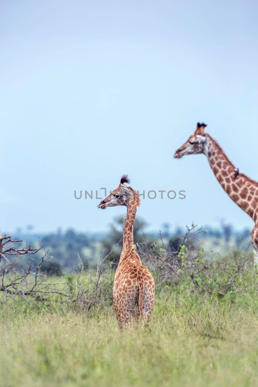 Young Giraffe and mother in green savannah in Kruger National park, South Africa ; Specie Giraffa camelopardalis family of Giraffidae