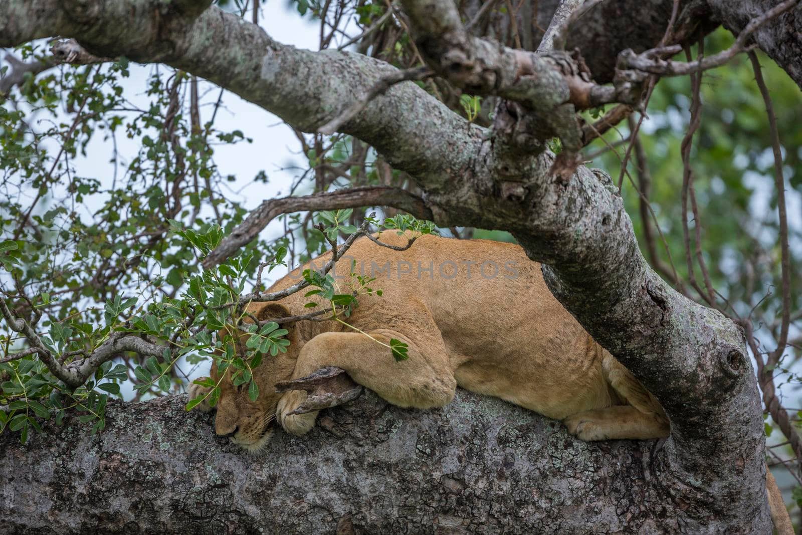 African lion in Kruger National park, South Africa ; Specie Panthera leo family of Felidae