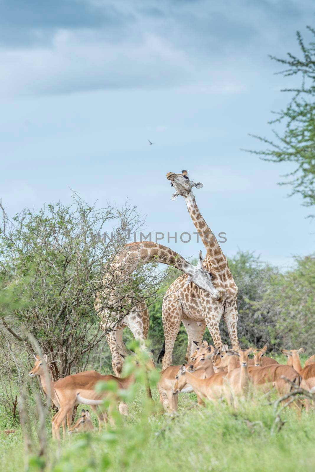 Giraffe in Kruger National park, South Africa by PACOCOMO