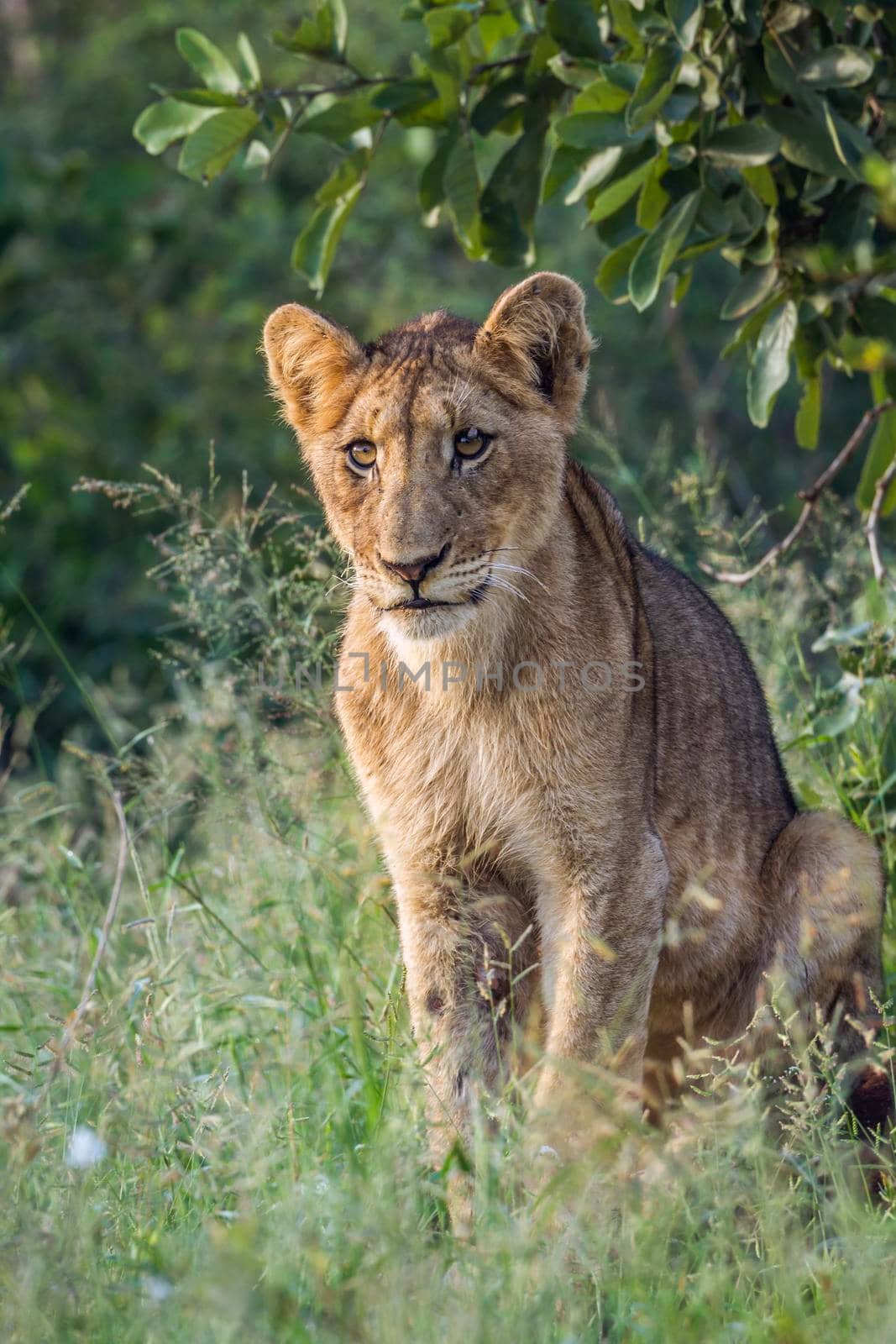 Young African lion sitted in Kruger National park, South Africa ; Specie Panthera leo family of Felidae