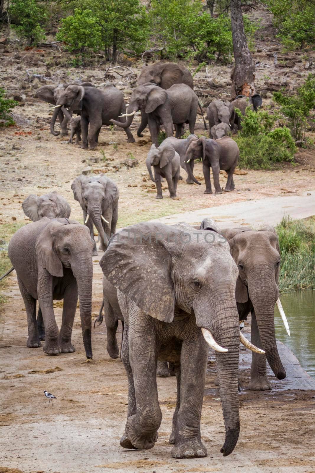 African bush elephant in Kruger National park, South Africa by PACOCOMO