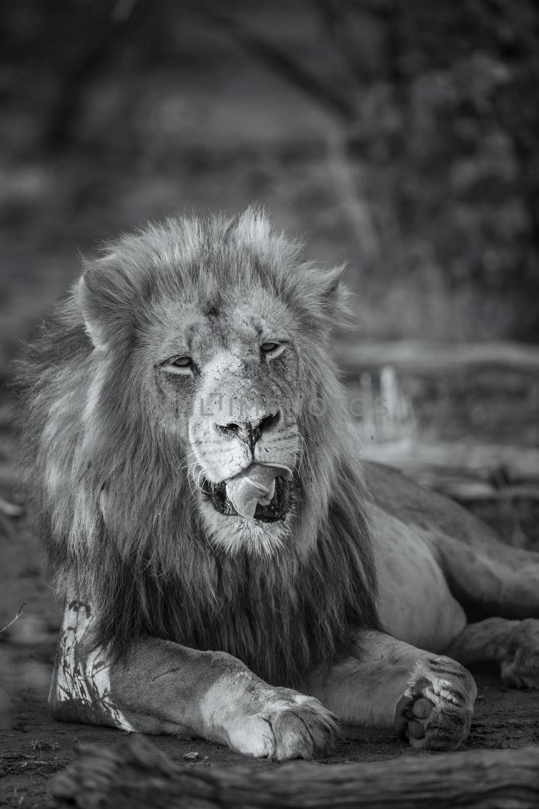 African lion in Kruger National park, South Africa by PACOCOMO