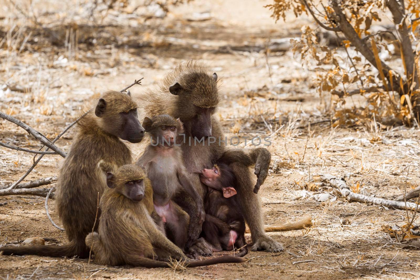 Chacma baboon family with babies in Kruger National park, South Africa ; Specie Papio ursinus family of Cercopithecidae