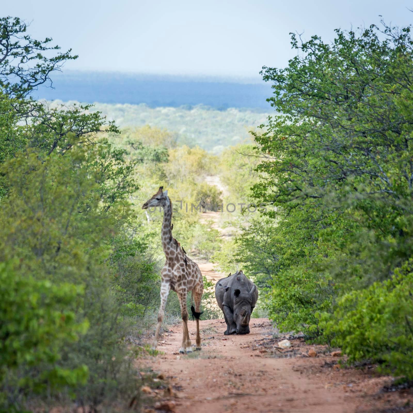 Southern white rhinoceros and giraffe in Kruger National park, South Africa by PACOCOMO
