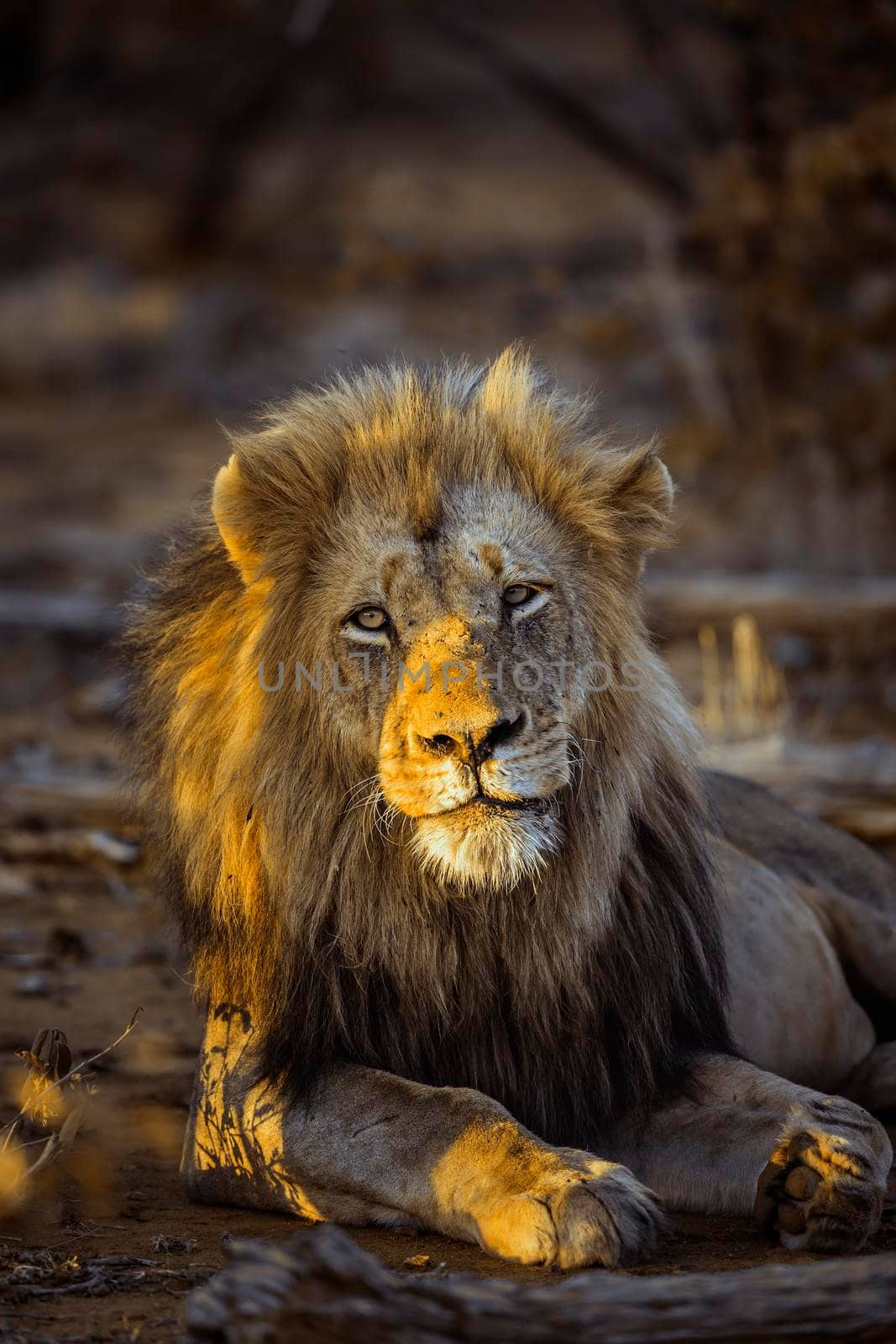 African lion in Kruger National park, South Africa by PACOCOMO