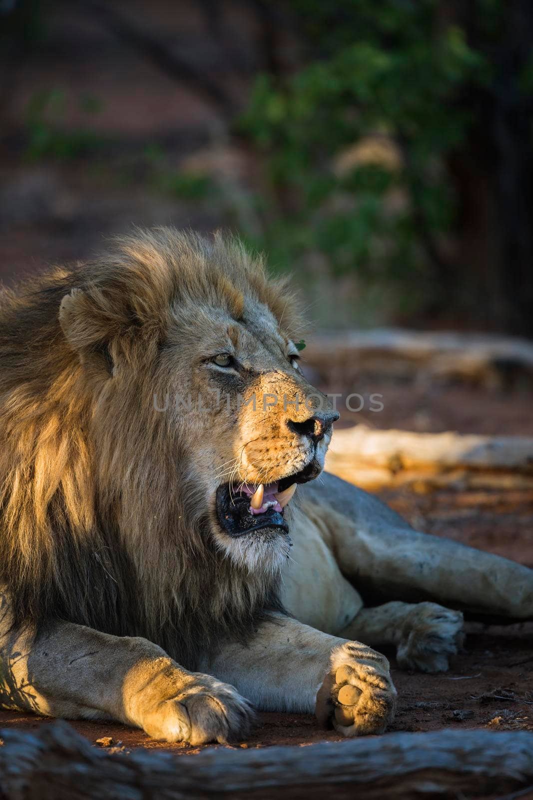 African lion male portrait in Kruger National park, South Africa ; Specie Panthera leo family of Felidae