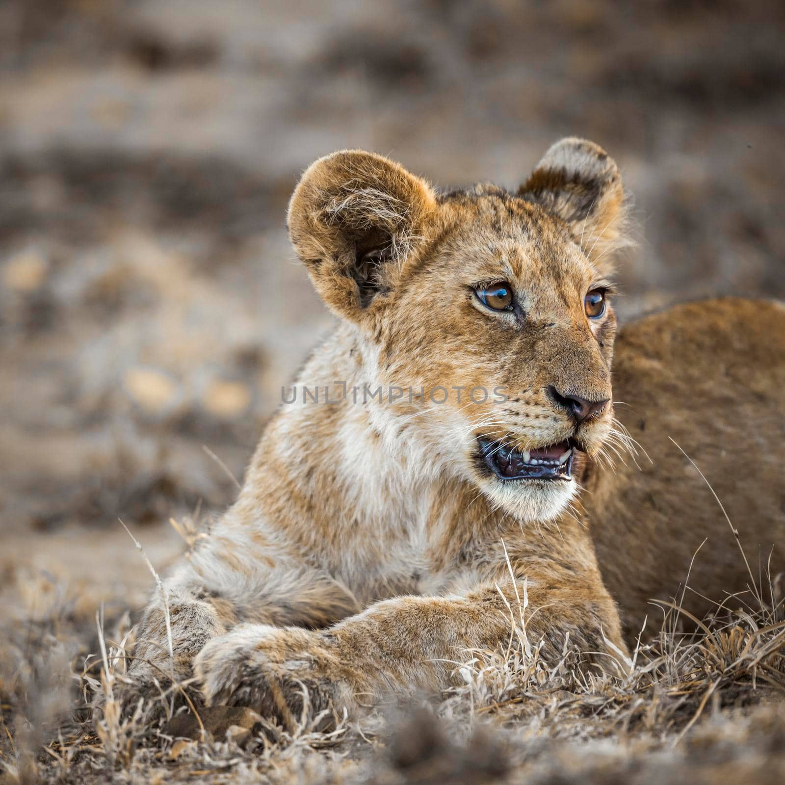 African lion in Kruger National park, South Africa ; Specie Panthera leo family of Felidae