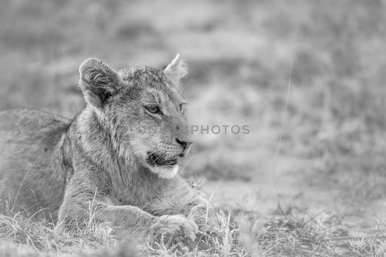 African lion in Kruger National park, South Africa ; Specie Panthera leo family of Felidae