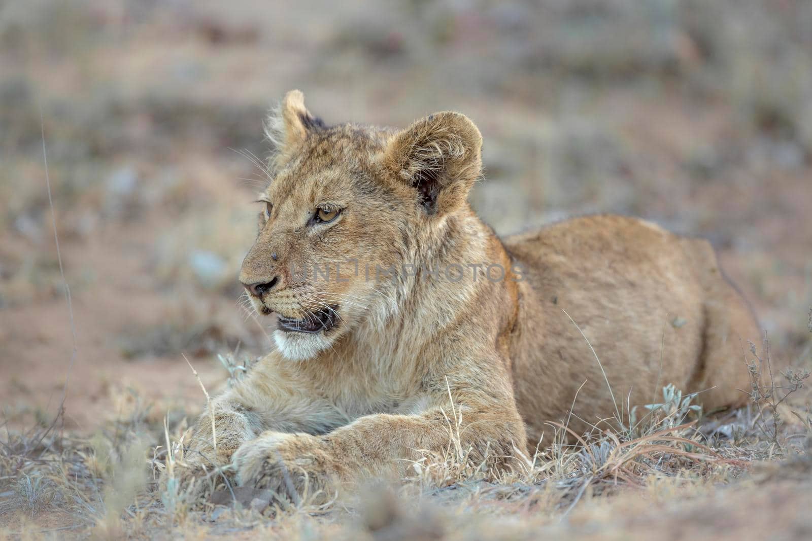 African lion in Kruger National park, South Africa ; Specie Panthera leo family of Felidae