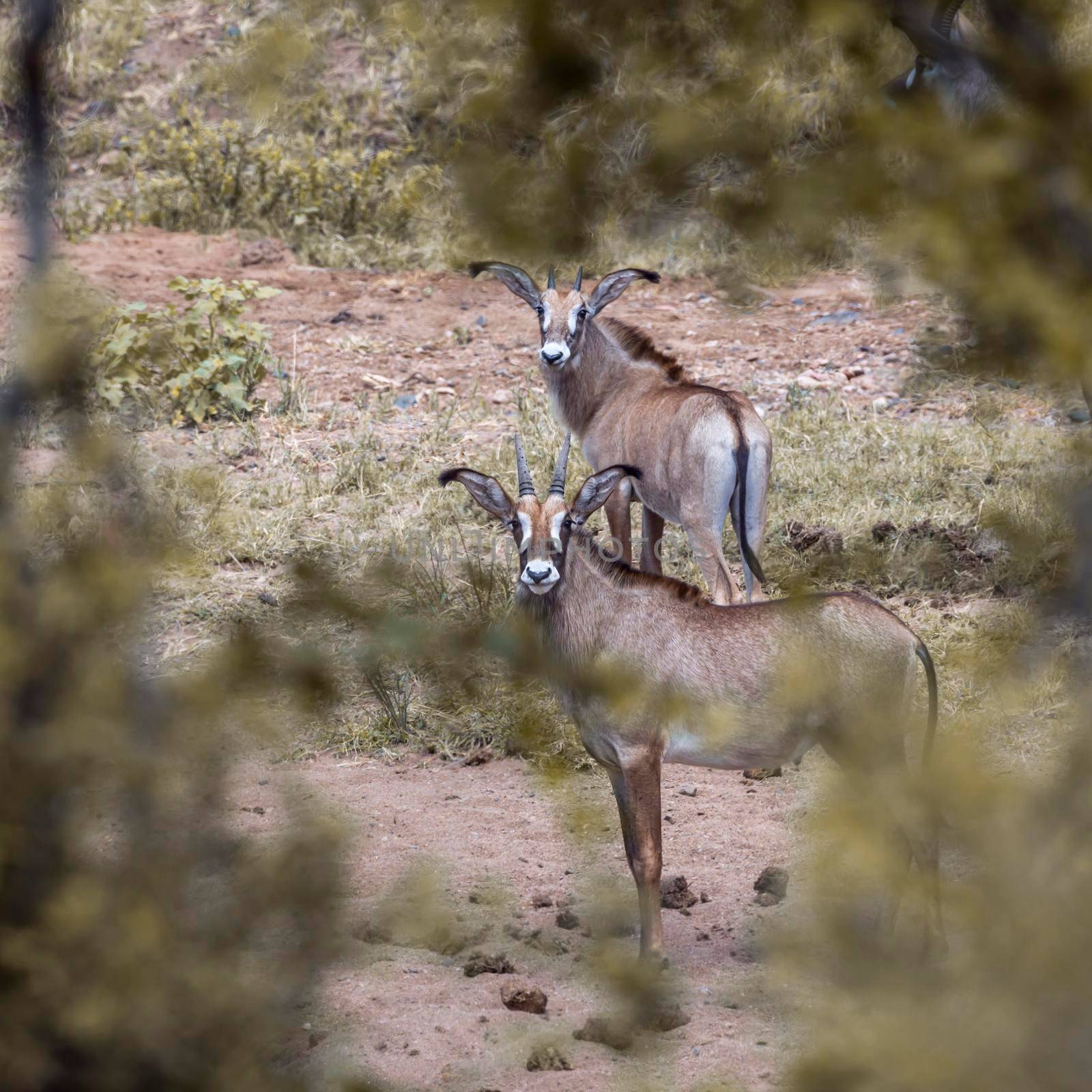 Roan antelope in Kruger National park, South Africa ; Specie Hippotragus equinus family of Bovidae