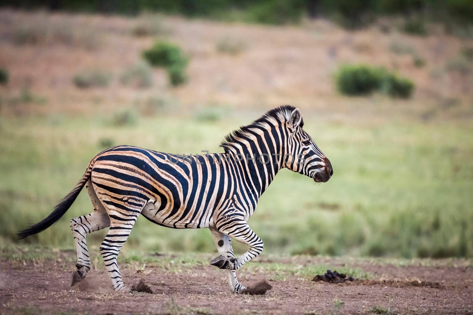 Plains zebra running in Kruger National park, South Africa ; Specie Equus quagga burchellii family of Equidae