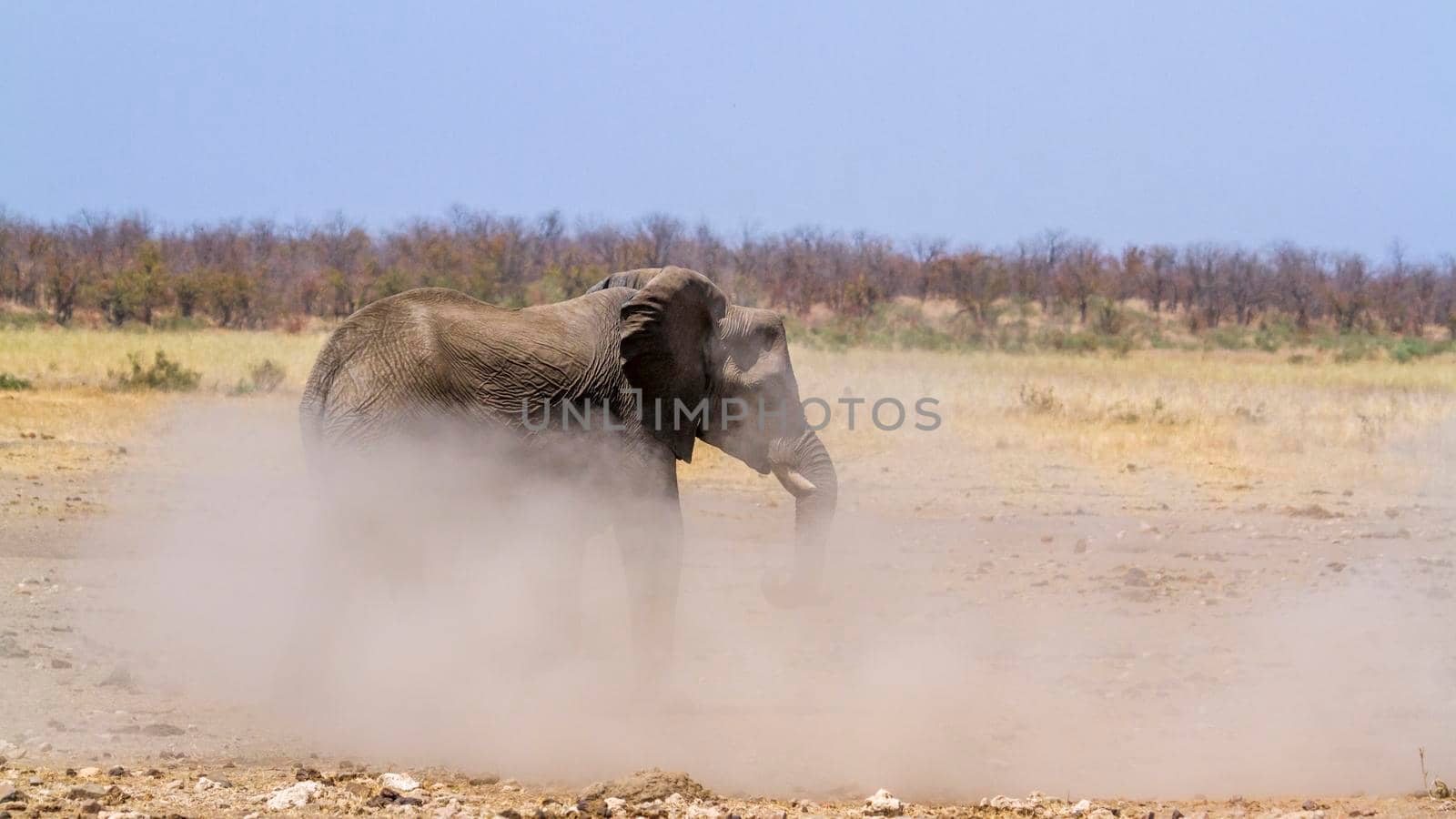 African bush elephant in Kruger National park, South Africa ; Specie Loxodonta africana family of Elephantidae