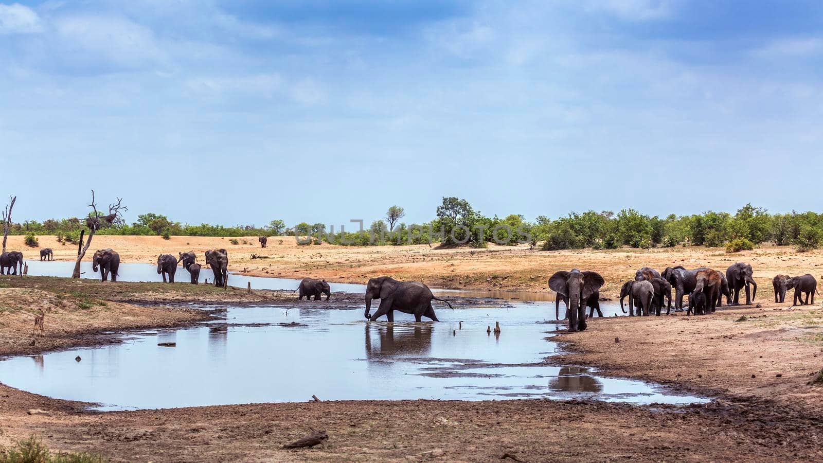 African bush elephant in Kruger National park lake side scenery, South Africa ; Specie Loxodonta africana family of Elephantidae