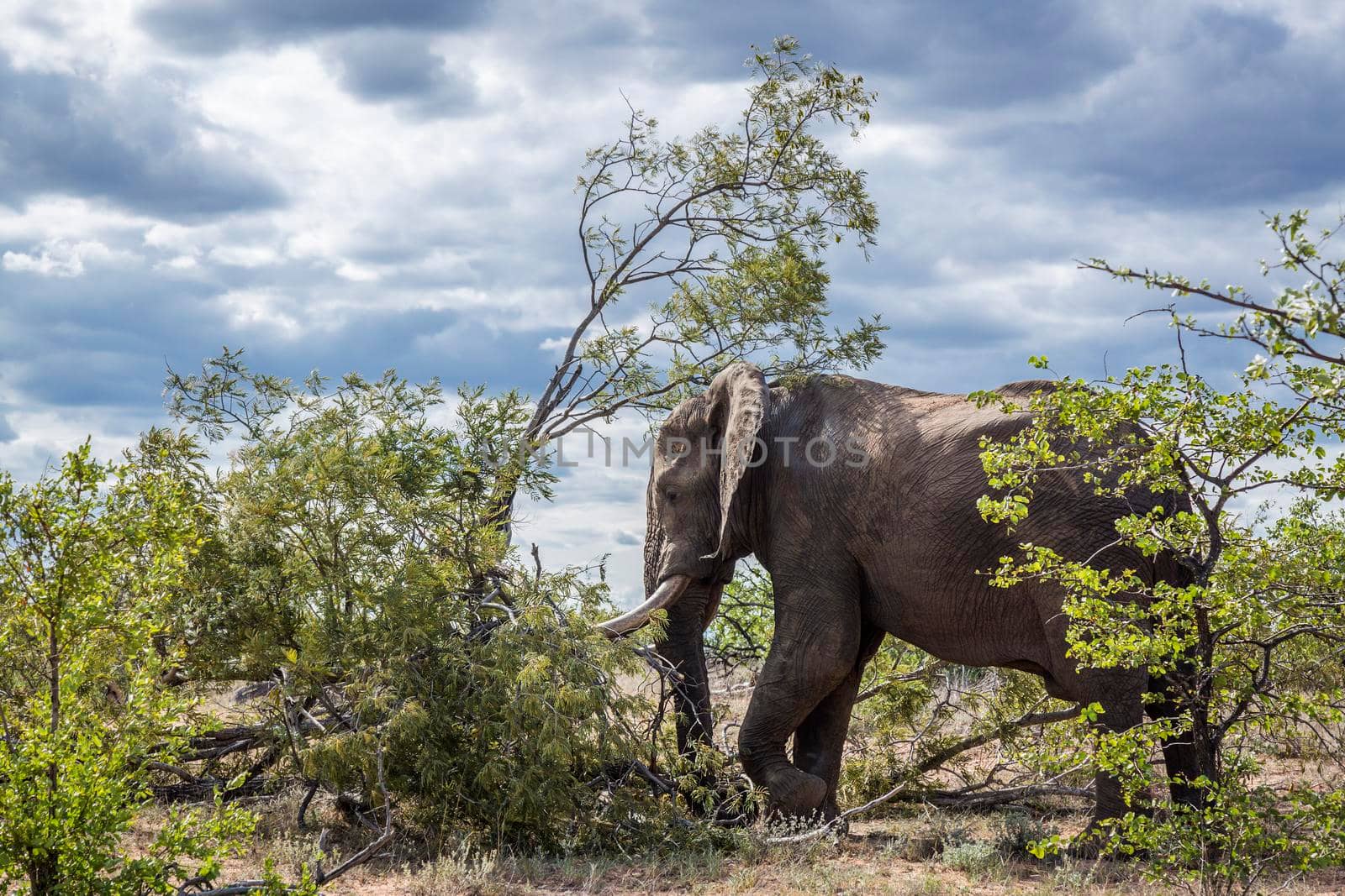African bush elephant resting in shrub shadow in Kruger National park, South Africa ; Specie Loxodonta africana family of Elephantidae