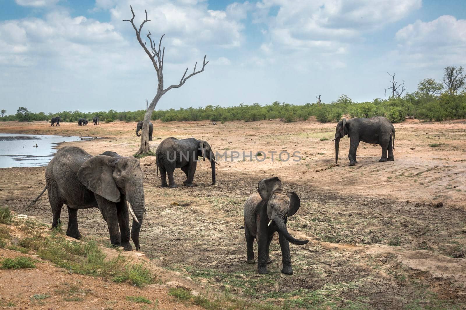 African bush elephant in Kruger National park, South Africa ; Specie Loxodonta africana family of Elephantidae