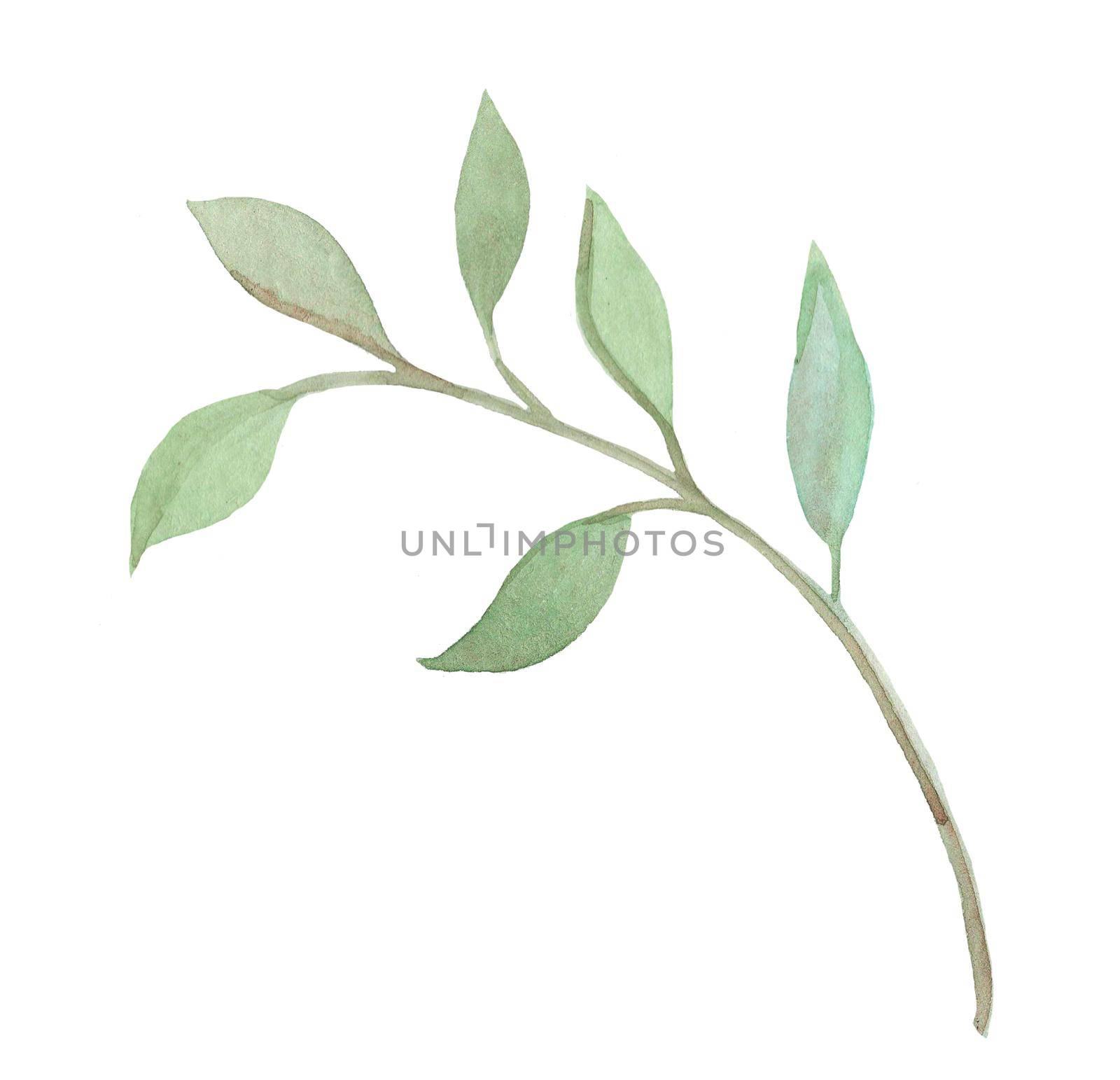 watercolor hand drawn branch with green leaves isolated on white background