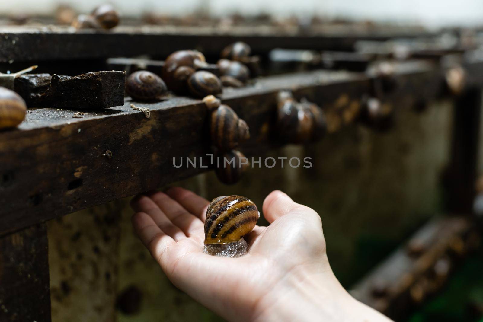 Oversized snail with shell hold by a woman's hand.