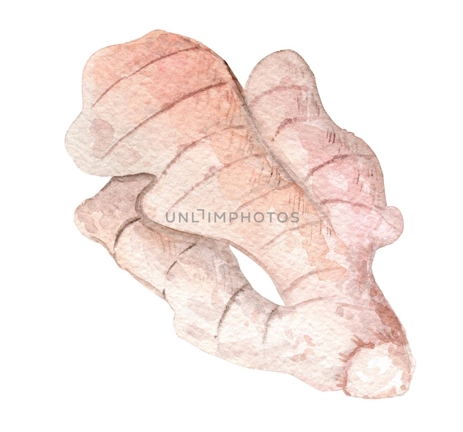 watercolor ginger root on isolated white background. Ingredient for cooking.