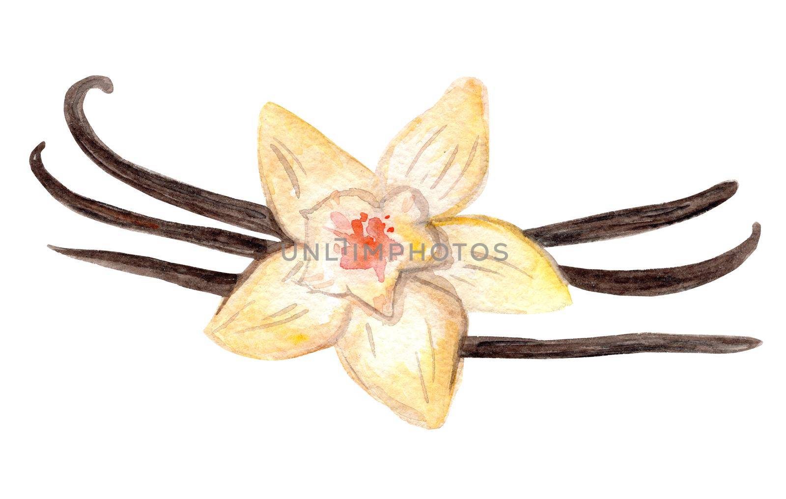 watercolor yellow vanilla flower on isolated white background