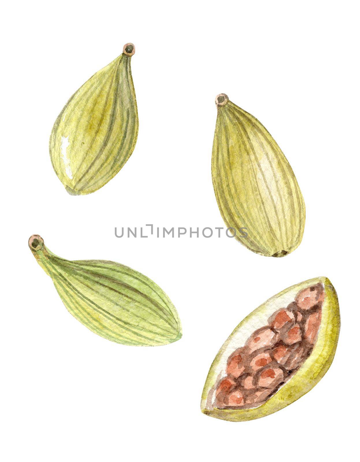 watercolor spice cardamom seeds isolated on white background