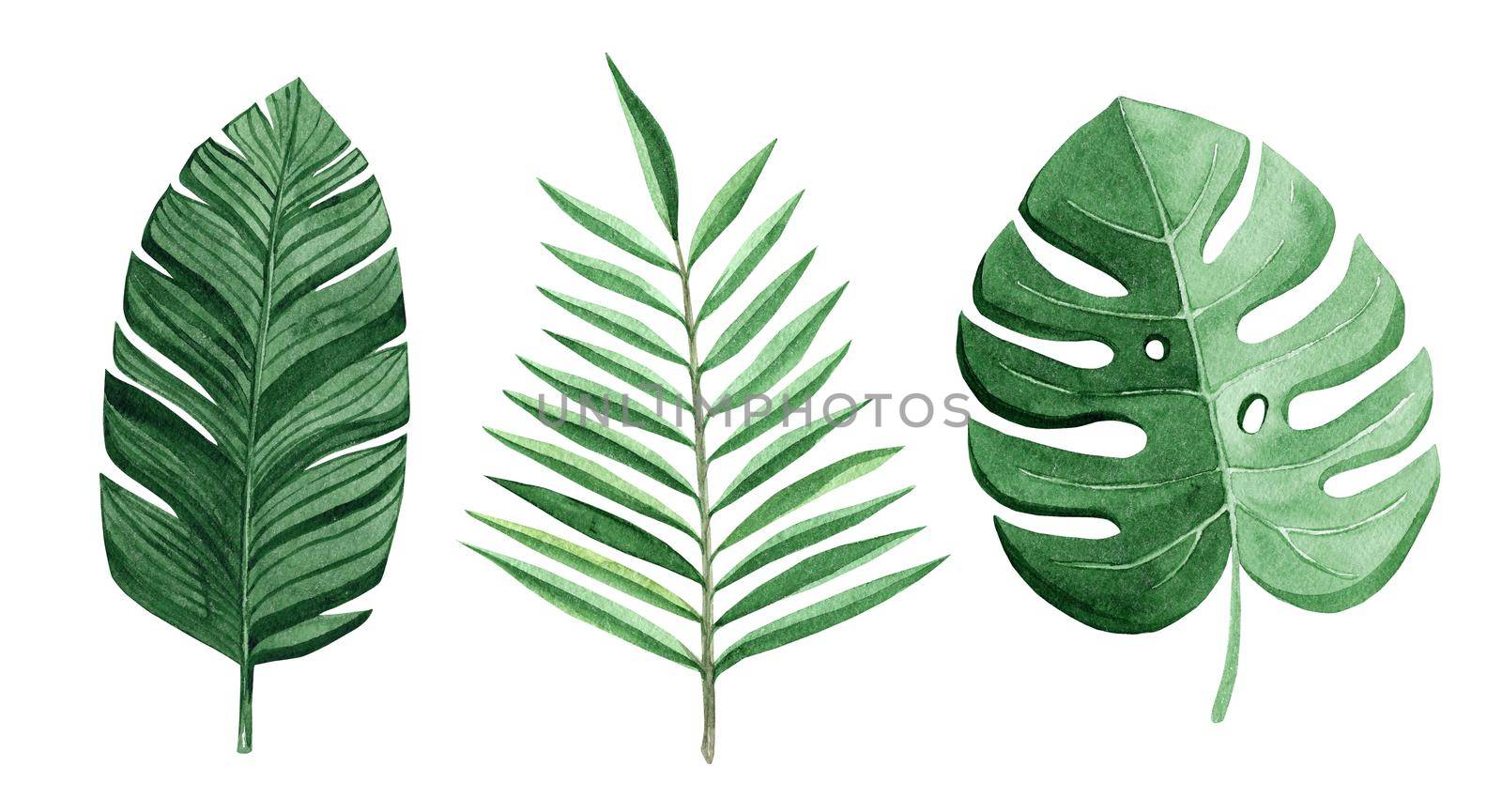 watercolor green tropical leaves set isolated on white background. Palm and monstera leaves collection by dreamloud