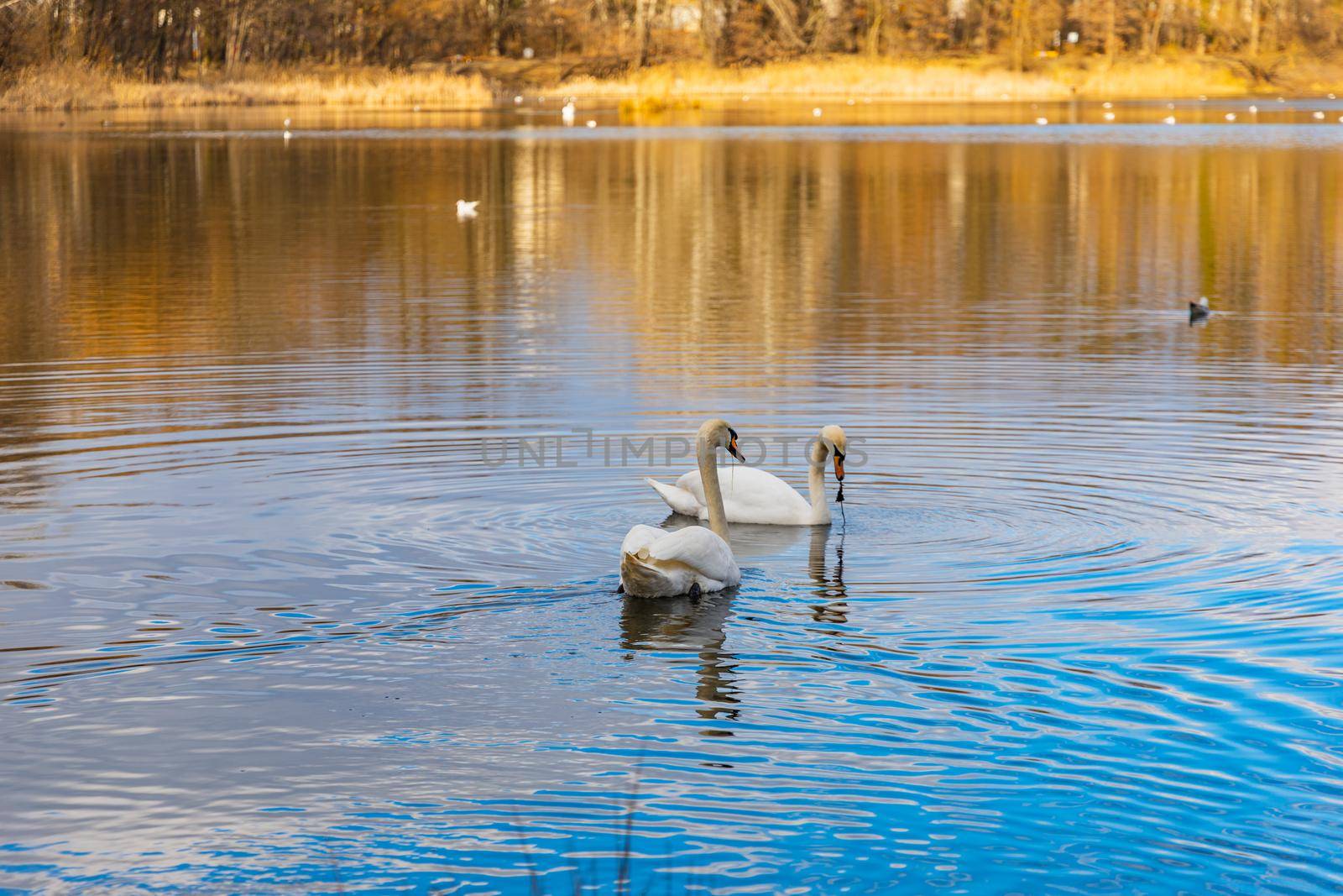 Swans and ducks swimming in big lake in center of small park by Wierzchu