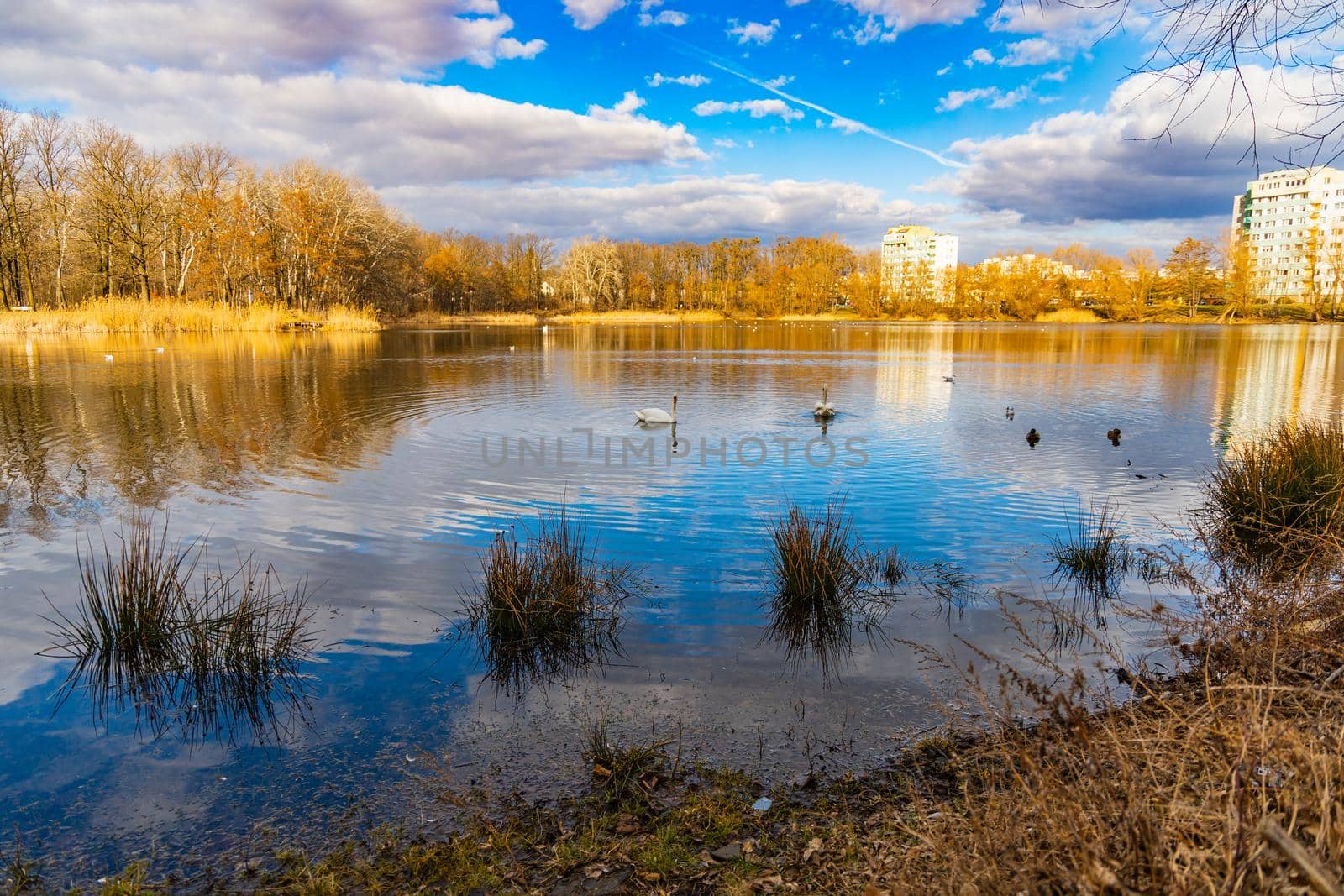 Big lake full of ducks and swans in park next to few high block of flats  by Wierzchu