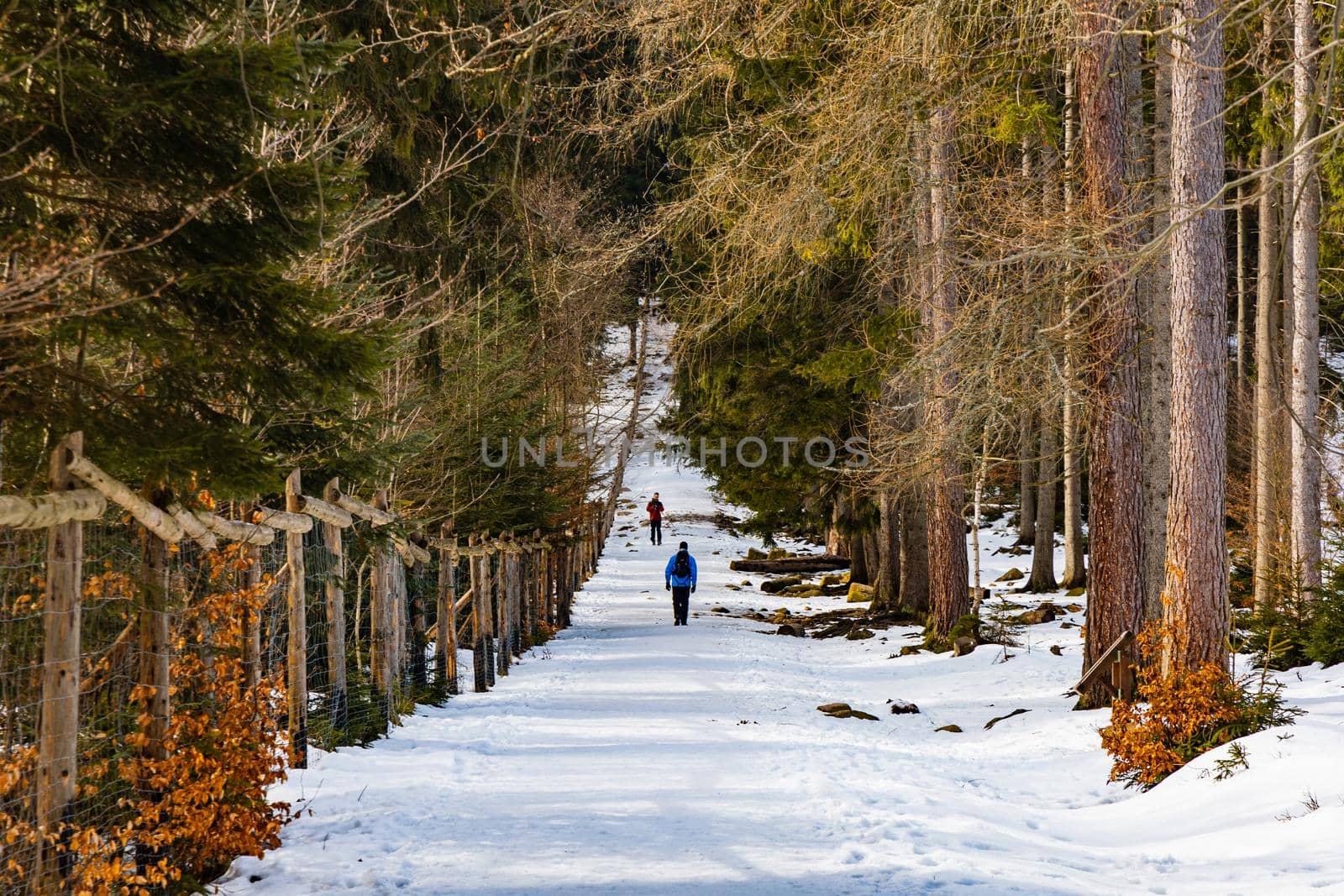 People walking through icy mountain trail next to wooden fence and high trees by Wierzchu