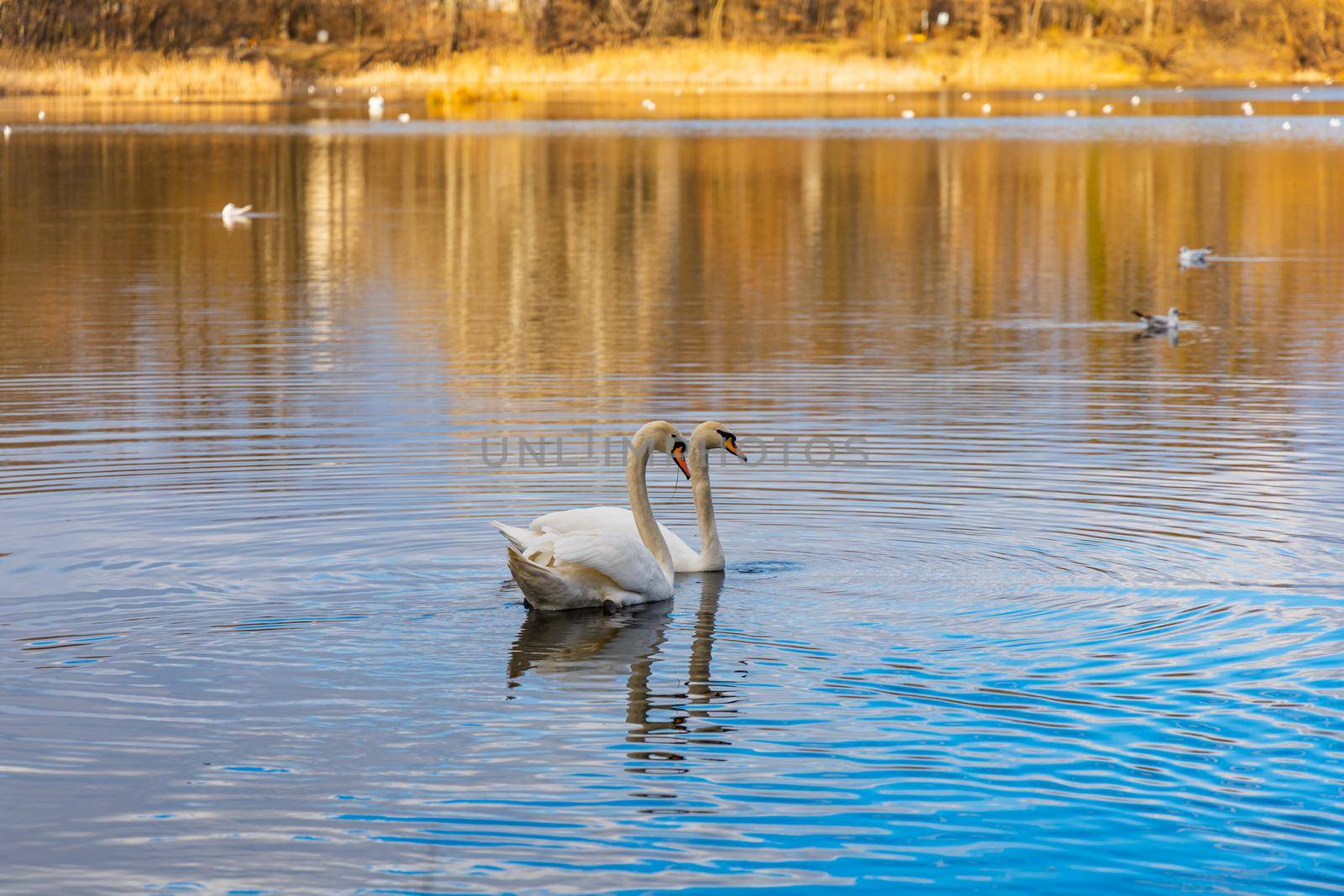 Swans and ducks swimming in big lake in center of small park by Wierzchu